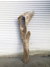 【特選絶品】【特大流木】南信州産 源流淡水 天然流木（ 約180×36×32cm）大型流木 特大流木 大きな流木