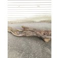 画像5: 【絶品】【特大流木】南信州産 源流淡水 天然流木（ 約198××30×25cm）根流木 大型流木 根流木 特大流木 大きな流木 変形流木 (5)