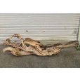 画像1: 【絶品】【特大流木】南信州産 源流淡水 天然流木（ 約196××89×60cm）極上変形流木 大型流木 根流木 特大流木 大きな流木 変形流木 (1)