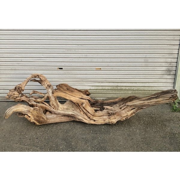 画像1: 【絶品】【特大流木】南信州産 源流淡水 天然流木（ 約196××89×60cm）極上変形流木 大型流木 根流木 特大流木 大きな流木 変形流木