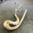 画像3: 【特選絶品】【特大流木】南信州産 源流淡水 天然流木（ 約89×49×34cm）変形流木 大型流木 特大流木 大きな流木