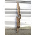 画像1: 【絶品】【特大流木】南信州産 源流淡水 天然流木（ 約198××30×25cm）根流木 大型流木 根流木 特大流木 大きな流木 変形流木 (1)