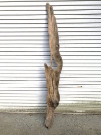 【絶品】【特大流木】南信州産 源流淡水 天然流木（ 約198××30×25cm）根流木 大型流木 根流木 特大流木 大きな流木 変形流木
