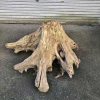【絶品】【特大流木】南信州産 源流淡水 天然流木（ 約１１５×５５×１１０cm）根流木 大型流木 根流木 特大流木 大きな流木 変形流木