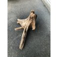 画像2: 【特選絶品】【特大流木】南信州産 源流淡水 天然流木（ 約76×45×62cm）大型流木 特大流木 大きな流木 根流木 (2)