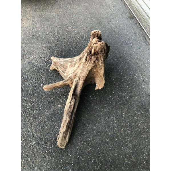 画像2: 【特選絶品】【特大流木】南信州産 源流淡水 天然流木（ 約76×45×62cm）大型流木 特大流木 大きな流木 根流木