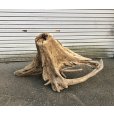 画像1: 【特選絶品】【特大流木】南信州産 源流淡水 天然流木（ 約110×44×52cm）大型流木 特大流木 大きな流木 根流木 (1)