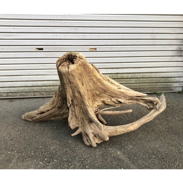 画像1: 【特選絶品】【特大流木】南信州産 源流淡水 天然流木（ 約110×44×52cm）大型流木 特大流木 大きな流木 根流木