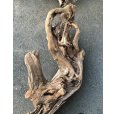 画像5: 【絶品】【特大流木】南信州産 源流淡水 天然流木（ 約196××89×60cm）極上変形流木 大型流木 根流木 特大流木 大きな流木 変形流木