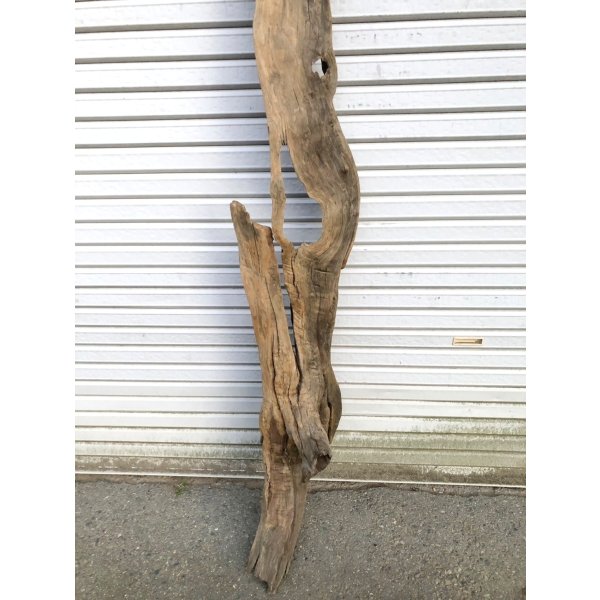 画像2: 【絶品】【特大流木】南信州産 源流淡水 天然流木（ 約198××30×25cm）根流木 大型流木 根流木 特大流木 大きな流木 変形流木