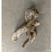 【特選絶品】【特大流木】南信州産 源流淡水 天然流木（ 約66×33×21cm）大型流木 特大流木 大きな流木