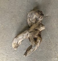 【特選絶品】【特大流木】南信州産 源流淡水 天然流木（ 約66×33×21cm）大型流木 特大流木 大きな流木