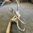 画像6: 【特選絶品】【特大流木】南信州産 源流淡水 天然流木（ 約89×49×34cm）変形流木 大型流木 特大流木 大きな流木