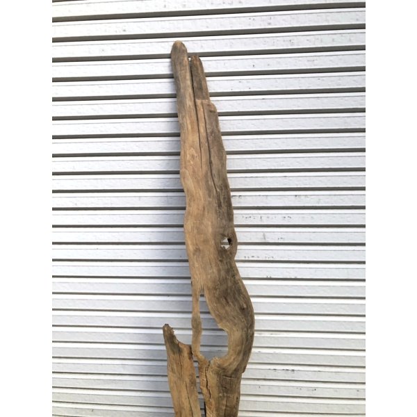 画像3: 【絶品】【特大流木】南信州産 源流淡水 天然流木（ 約198××30×25cm）根流木 大型流木 根流木 特大流木 大きな流木 変形流木