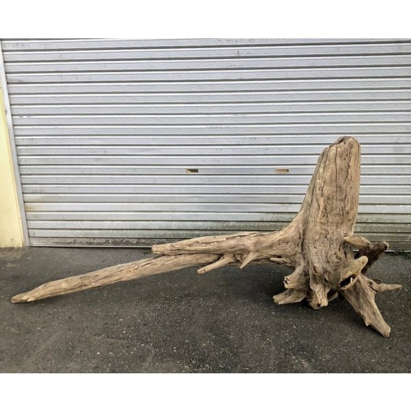画像2: 【絶品】【特大流木】南信州産 源流淡水 天然流木（ 約196××89×60cm）根流木 大型流木 根流木 特大流木 大きな流木 変形流木