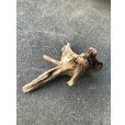 画像3: 【特選絶品】【特大流木】南信州産 源流淡水 天然流木（ 約76×45×62cm）大型流木 特大流木 大きな流木 根流木 (3)