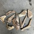画像2: 【特選品】南信州産 淡水 天然流木【Mサイズ相当】１０個セット まとめ売り 通販 厳選セット 流木【エアープランツ着床・ドライフラワー・植物・インテリア】 (2)
