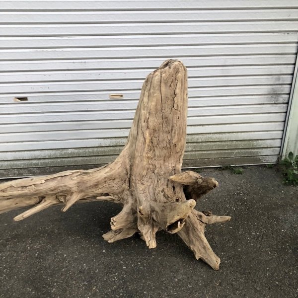 画像5: 【絶品】【特大流木】南信州産 源流淡水 天然流木（ 約196××89×60cm）根流木 大型流木 根流木 特大流木 大きな流木 変形流木