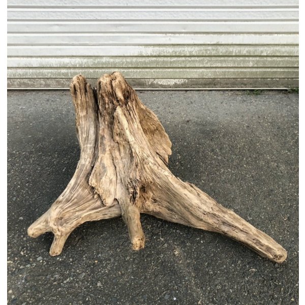 画像1: 【特選絶品】【特大流木】南信州産 源流淡水 天然流木（ 約76×45×62cm）大型流木 特大流木 大きな流木 根流木