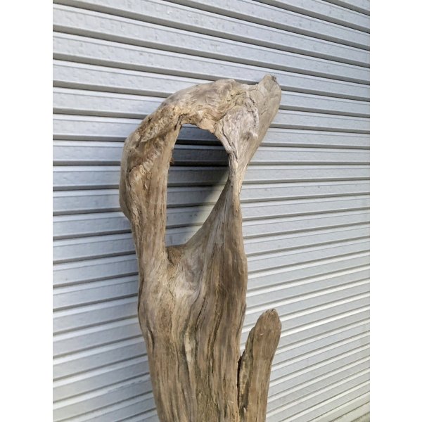画像2: 【特選絶品】【特大流木】南信州産 源流淡水 天然流木（ 約180×36×32cm）大型流木 特大流木 大きな流木