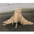 画像3: 【特選絶品】【特大流木】南信州産 源流淡水 天然流木（ 約110×44×52cm）大型流木 特大流木 大きな流木 根流木 (3)