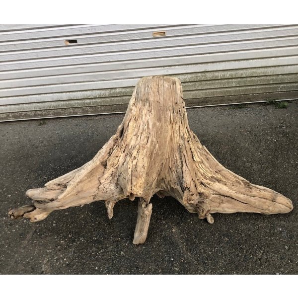 画像3: 【特選絶品】【特大流木】南信州産 源流淡水 天然流木（ 約110×44×52cm）大型流木 特大流木 大きな流木 根流木
