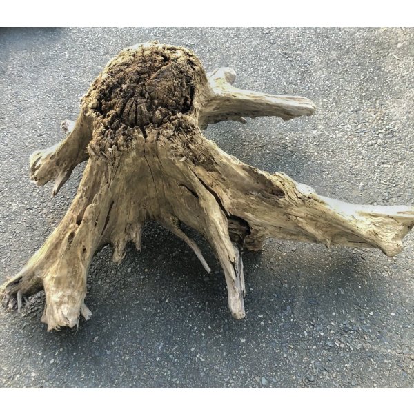 画像3: 【絶品】【特大流木】南信州産 源流淡水 天然流木（ 約１１５×５５×１１０cm）根流木 大型流木 根流木 特大流木 大きな流木 変形流木
