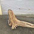 画像3: 【絶品】【特大流木】南信州産 源流淡水 天然流木（ 約196××89×60cm）根流木 大型流木 根流木 特大流木 大きな流木 変形流木 (3)