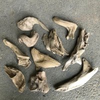【特選品】南信州産 淡水 天然流木 流木セット【Mサイズ相当】１０個セット まとめ売り 通販 厳選セット 流木【チランジア、エアープランツ着床・ドライフラワー・植物・フェイクグリーン】