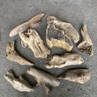 【特選品】南信州産 淡水 天然流木 流木セット【M〜M大サイズ相当】１０個セット まとめ売り 通販 厳選セット 流木【チランジア、エアプランツ着床・ドライフラワー・植物・フェイクグリーン】