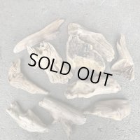 【特選品】南信州産 淡水 天然流木 流木セット【M〜M大サイズ相当】１０個セット まとめ売り 通販 厳選セット 流木【チランジア、エアプランツ着床・ドライフラワー・植物・フェイクグリーン】