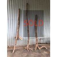 【希少・根付き幹流木】南信州産 天然流木 変形枝根流木 まがり/枝分かれ流木 淡水流木【全長148〜193cm】｜｜いけばな・インテリア・DIY・ドライフラワー素材などに最適