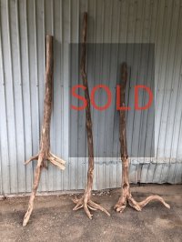 【希少・根付き幹流木】南信州産 天然流木 変形枝根流木 まがり/枝分かれ流木 淡水流木【全長148〜193cm】｜｜いけばな・インテリア・DIY・ドライフラワー素材などに最適