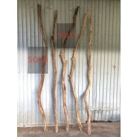 【長い幹流木】南信州産 天然流木 枝流木 まがり天然淡水流木【全長239〜260cm】2m以上｜｜いけばな・インテリア・DIY・ドライフラワー・グリーンディスプレイ素材などに最適