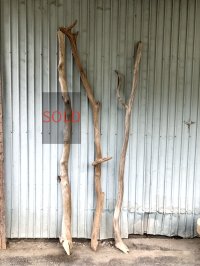 【希少・一点物】南信州産 天然流木 変形枝流木 淡水流木【全長216〜233cm 幅3.9〜9.4cm】｜｜いけばな・インテリア・DIY・ドライフラワー素材などに最適