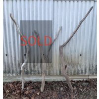 厳選品【変形枝流木】南信州産 淡水 天然流木 枝幹流木（全長１２２．１１１(１００)．１３２ｃｍ）流木インテリア インテリア フェイクグリーン ドライフラワー