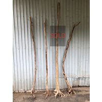 【希少・根付き幹流木】南信州産 天然流木 変形枝根流木 まがり/枝分かれ流木 淡水流木【全長187〜240cm】｜｜いけばな・インテリア・DIY・ドライフラワー素材などに最適