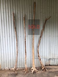 【希少・根付き幹流木】南信州産 天然流木 変形枝根流木 まがり/枝分かれ流木 淡水流木【全長187〜240cm】｜｜いけばな・インテリア・DIY・ドライフラワー素材などに最適