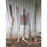 【希少・根付き幹流木】南信州産 天然流木 変形枝根流木 まがり/枝分かれ流木 淡水流木【全長115〜147cm】｜｜いけばな・インテリア・DIY・ドライフラワー素材などに最適