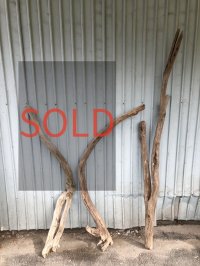 【希少・一点物】南信州産 天然流木 変形枝流木 まがり/枝分かれ流木 淡水流木【全長121〜175cm 幅3.8〜8.6cm】｜｜いけばな・インテリア・DIY・ドライフラワー素材などに最適