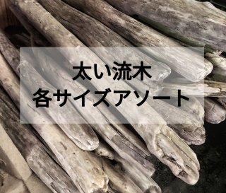 らんらん様　　流木　淡水域採取　１２０本以上あり 南信州 まがり屋流木 流木販売 アソート販売 淡水流木販売 格安
