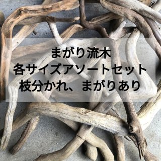 らんらん様　　流木　淡水域採取　１２０本以上あり 南信州 まがり屋流木 流木販売 アソート販売 淡水流木販売 格安