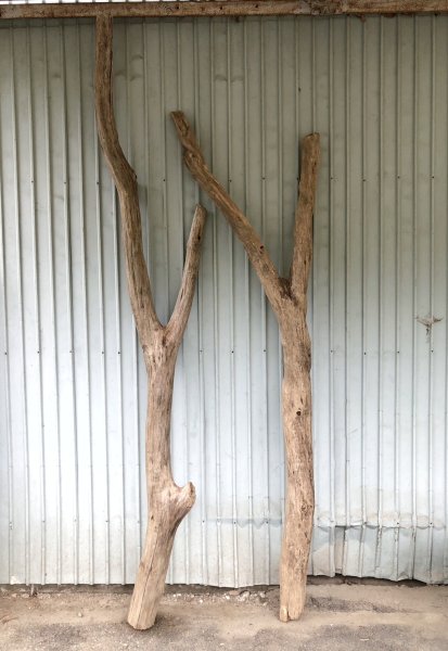 画像1: 【希少・一点物（太め枝分かれ流木）】南信州産 天然流木 太い枝流木（淡水流木）【全長232〜272cm 幅7.3〜11.6cm】｜キャットタワー・爬虫類ケージ・インテリア・DIY素材などに最適 (1)