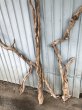 画像3: 【希少・一点物】南信州産 天然流木 変形枝流木 まがり/枝分かれ流木 淡水流木【全長118〜138cm 幅2.3〜6.8cm】｜｜いけばな・インテリア・DIY・ドライフラワー素材などに最適 (3)