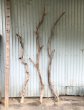 画像1: 【希少・一点物】南信州産 天然流木 変形枝流木 まがり/枝分かれ流木 淡水流木【全長177〜242cm 幅3.1〜10cm】｜｜いけばな・インテリア・DIY・ドライフラワー素材などに最適 (1)