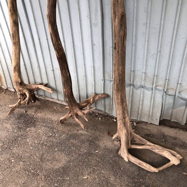 画像2: 【通販不可】【希少・根付き幹流木】南信州産 天然流木 変形枝根流木 まがり/枝分かれ流木 淡水流木【全長233〜243cm】｜｜いけばな・インテリア・DIY・ドライフラワー素材などに最適 (2)