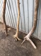 画像3: 【希少・根付き幹流木】南信州産 天然流木 変形枝根流木 まがり/枝分かれ流木 淡水流木【全長115〜147cm】｜｜いけばな・インテリア・DIY・ドライフラワー素材などに最適 (3)