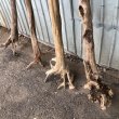 画像3: 【希少・根付き幹流木】南信州産 天然流木 変形枝根流木 まがり/枝分かれ流木 淡水流木【全長187〜240cm】｜｜いけばな・インテリア・DIY・ドライフラワー素材などに最適 (3)
