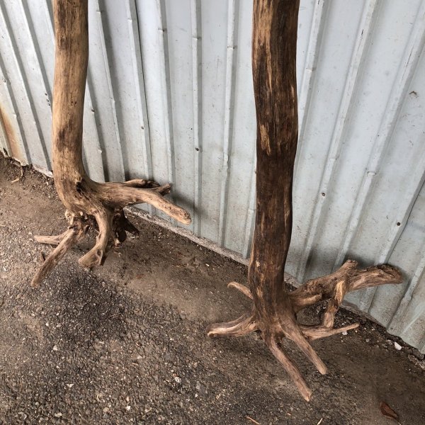 画像3: 【通販不可】【希少・根付き幹流木】南信州産 天然流木 変形枝根流木 まがり/枝分かれ流木 淡水流木【全長233〜243cm】｜｜いけばな・インテリア・DIY・ドライフラワー素材などに最適 (3)