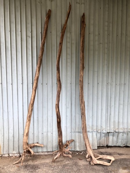 画像1: 【通販不可】【希少・根付き幹流木】南信州産 天然流木 変形枝根流木 まがり/枝分かれ流木 淡水流木【全長233〜243cm】｜｜いけばな・インテリア・DIY・ドライフラワー素材などに最適 (1)